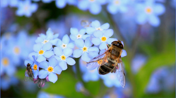 How do bees help us to stay alive? - Guest Blog