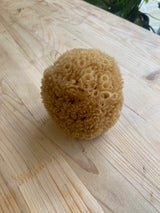 Natural Caribbean Honeycomb Sea Sponge - Large