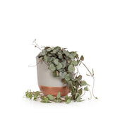 Succulent - Medium Dipped Pot