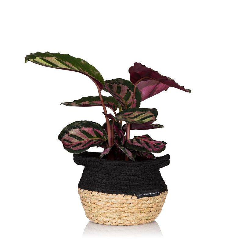 House Plant - Baby Belly Basket