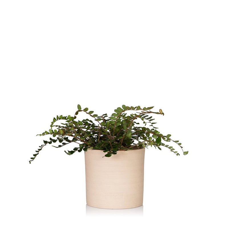 House Plant - Small Stoneware Pot