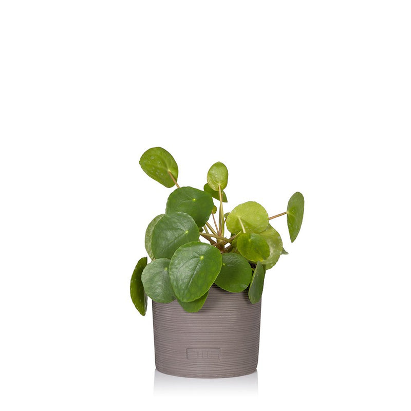 House Plant - Small Stoneware Pot