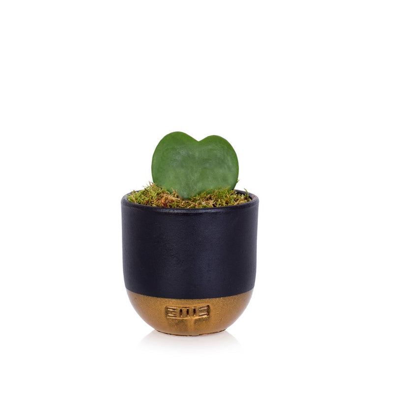 Succulent - Mini Pot