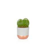 Succulent - Mini Pot