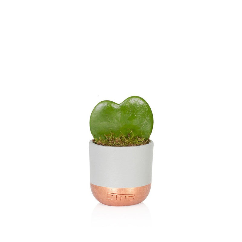 Succulent - Mini Pot